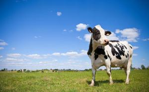 85876892f7 132257 prim holstein
